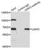 U2 Small Nuclear RNA Auxiliary Factor 2 antibody, LS-C331774, Lifespan Biosciences, Immunoprecipitation image 
