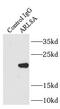 ADP-ribosylation factor-like protein 10B antibody, FNab00581, FineTest, Immunoprecipitation image 