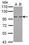 Oxysterol Binding Protein 2 antibody, PA5-31537, Invitrogen Antibodies, Western Blot image 