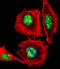 Homeobox protein EMX1 antibody, LS-B11590, Lifespan Biosciences, Immunofluorescence image 