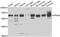 Karyopherin Subunit Alpha 5 antibody, abx006450, Abbexa, Western Blot image 