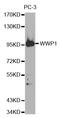 NEDD4-like E3 ubiquitin-protein ligase WWP1 antibody, LS-C333953, Lifespan Biosciences, Western Blot image 
