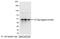 S Epitope Tag antibody, A190-134B, Bethyl Labs, Western Blot image 