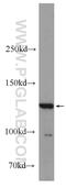 BAI1-associated protein 3 antibody, 24836-1-AP, Proteintech Group, Western Blot image 