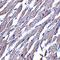 CD294 antibody, orb74796, Biorbyt, Immunohistochemistry paraffin image 