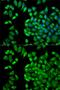 WNK1 antibody, GTX32973, GeneTex, Immunocytochemistry image 