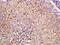 Vesicle Associated Membrane Protein 8 antibody, orb158701, Biorbyt, Immunohistochemistry paraffin image 
