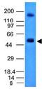 Premelanosome Protein antibody, orb388649, Biorbyt, Western Blot image 