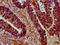 Serine/arginine repetitive matrix protein 4 antibody, LS-C681458, Lifespan Biosciences, Immunohistochemistry paraffin image 
