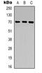 Zona Pellucida Glycoprotein 1 antibody, orb319052, Biorbyt, Western Blot image 
