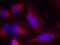 Fms Related Tyrosine Kinase 3 antibody, 79-572, ProSci, Immunofluorescence image 