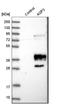 Aquaporin 3 (Gill Blood Group) antibody, HPA014924, Atlas Antibodies, Western Blot image 