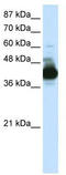 mRNA export factor antibody, TA345743, Origene, Western Blot image 