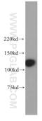 DNA Polymerase Delta 1, Catalytic Subunit antibody, 15646-1-AP, Proteintech Group, Western Blot image 