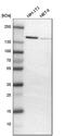 Activity Dependent Neuroprotector Homeobox antibody, HPA006371, Atlas Antibodies, Western Blot image 