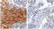 Chromobox 2 antibody, orb107364, Biorbyt, Immunohistochemistry paraffin image 