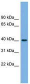 Blood Vessel Epicardial Substance antibody, TA341880, Origene, Western Blot image 
