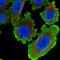 Histone deacetylase 8 antibody, HPA048560, Atlas Antibodies, Immunocytochemistry image 