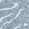 Matrix Metallopeptidase 9 antibody, AMAb90806, Atlas Antibodies, Immunohistochemistry frozen image 