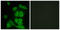 FMR1 Autosomal Homolog 2 antibody, LS-C118918, Lifespan Biosciences, Immunofluorescence image 