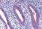 Ribosomal Protein L22 antibody, orb19675, Biorbyt, Immunohistochemistry paraffin image 