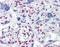 TOP1 Binding Arginine/Serine Rich Protein antibody, 51-551, ProSci, Immunohistochemistry paraffin image 