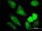 Nuclear Receptor Binding Protein 1 antibody, H00029959-M01, Novus Biologicals, Immunofluorescence image 