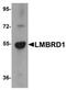 Probable lysosomal cobalamin transporter antibody, orb75522, Biorbyt, Western Blot image 