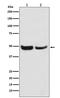 S-Phase Kinase Associated Protein 2 antibody, M00544, Boster Biological Technology, Western Blot image 