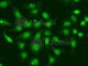 XPA, DNA Damage Recognition And Repair Factor antibody, A1626, ABclonal Technology, Immunofluorescence image 