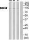 DEAD-Box Helicase 54 antibody, TA315771, Origene, Western Blot image 