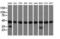 DnaJ Heat Shock Protein Family (Hsp40) Member A2 antibody, LS-C115629, Lifespan Biosciences, Western Blot image 