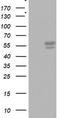 CD5 Molecule antibody, LS-C797970, Lifespan Biosciences, Western Blot image 