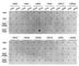 Histone H3.1t antibody, A2374, ABclonal Technology, Dot Blot image 