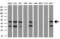 Mitogen-Activated Protein Kinase Kinase 2 antibody, GTX84165, GeneTex, Western Blot image 