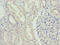 Serine dehydratase-like antibody, LS-C396991, Lifespan Biosciences, Immunohistochemistry paraffin image 