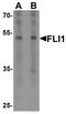 Fli-1 Proto-Oncogene, ETS Transcription Factor antibody, LS-C201119, Lifespan Biosciences, Western Blot image 
