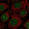 Regulator Of Cell Cycle antibody, HPA063701, Atlas Antibodies, Immunocytochemistry image 