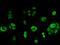 MORN Repeat Containing 2 antibody, 204513-T02, Sino Biological, Immunohistochemistry frozen image 