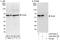 60 kDa SS-A/Ro ribonucleoprotein antibody, A303-692A, Bethyl Labs, Western Blot image 