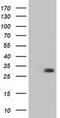 3-Hydroxybutyrate Dehydrogenase 2 antibody, MA5-25142, Invitrogen Antibodies, Western Blot image 