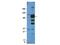 Glypican-1 antibody, A03871, Boster Biological Technology, Western Blot image 