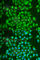 Prolactin Induced Protein antibody, A6394, ABclonal Technology, Immunofluorescence image 