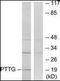 PTTG1 Interacting Protein antibody, orb95177, Biorbyt, Western Blot image 
