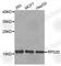 Ribosomal Protein S20 antibody, A4096, ABclonal Technology, Western Blot image 