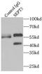 Septin 5 antibody, FNab07724, FineTest, Immunoprecipitation image 