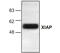 X-Linked Inhibitor Of Apoptosis antibody, GTX22541, GeneTex, Western Blot image 