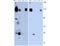 Neural Precursor Cell Expressed, Developmentally Down-Regulated 9 antibody, M00838, Boster Biological Technology, Western Blot image 