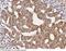 Protein CREG1 antibody, 51049-R111, Sino Biological, Immunohistochemistry frozen image 