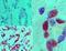 MITA antibody, NBP2-24683, Novus Biologicals, Immunohistochemistry frozen image 